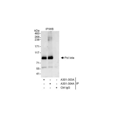 Rabbit anti-Pol Iota Antibody, Affinity Purified