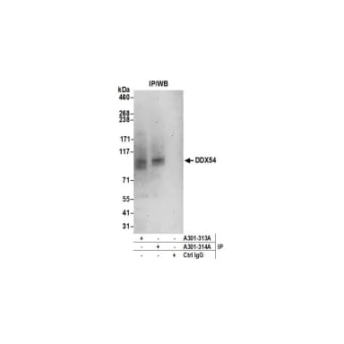 Rabbit anti-DDX54 Antibody, Affinity Purified