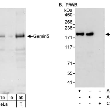 Rabbit anti-Gemin5 Antibody, Affinity Purified