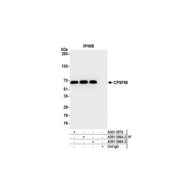 Rabbit anti-CPSF68 Antibody, Affinity Purified