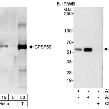 Rabbit anti-CPSF59 Antibody, Affinity Purified