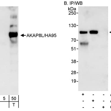 Rabbit anti-AKAP8L/HA95 Antibody, Affinity Purified