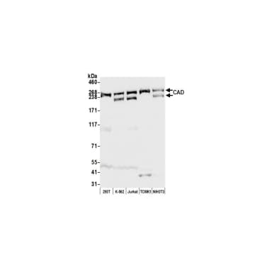 Rabbit anti-CAD Antibody, Affinity Purified