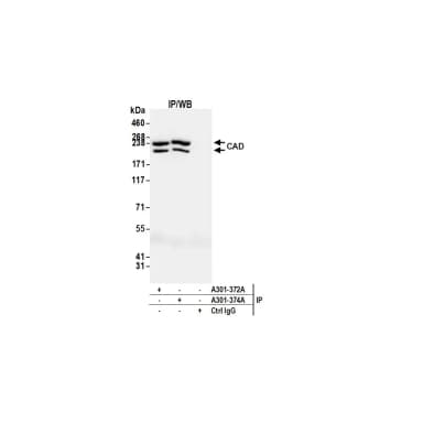 Rabbit anti-CAD Antibody, Affinity Purified
