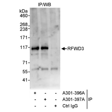 Rabbit anti-RFWD3 Antibody, Affinity Purified