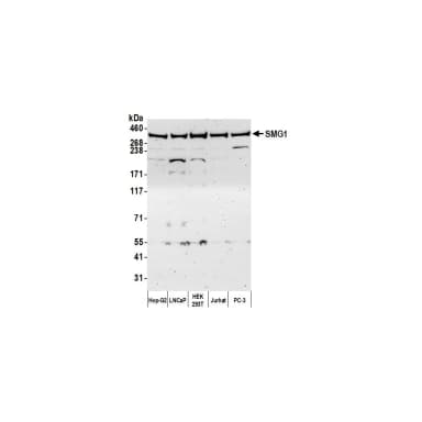 Rabbit anti-SMG1 Antibody, Affinity Purified