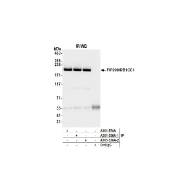Rabbit anti-FIP200/RB1CC1 Antibody, Affinity Purified