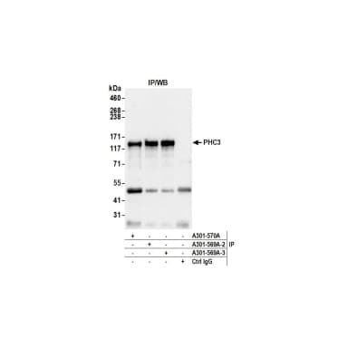 Rabbit anti-PHC3 Antibody, Affinity Purified