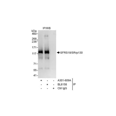 Rabbit anti-SFRS18/SRrp130 Antibody, Affinity Purified