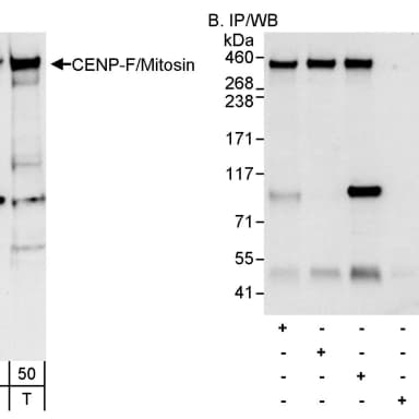 Rabbit anti-CENP-F/Mitosin Antibody, Affinity Purified