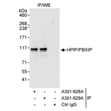 Rabbit anti-HPIP Antibody, Affinity Purified