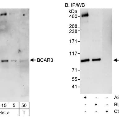Rabbit anti-BCAR3 Antibody, Affinity Purified