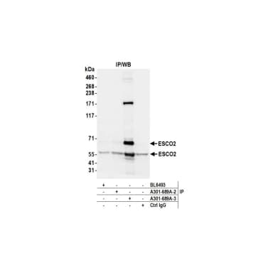 Rabbit anti-ESCO2 Antibody, Affinity Purified