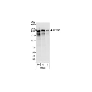 Rabbit anti-eIF4G1/eIF4GI Antibody, Affinity Purified
