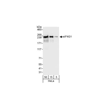 Rabbit anti-eIF4G1/eIF4GI Antibody, Affinity Purified
