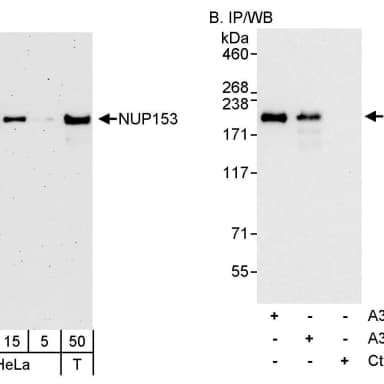 Rabbit anti-NUP153 Antibody, Affinity Purified