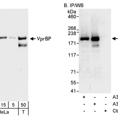 Rabbit anti-VprBP Antibody, Affinity Purified