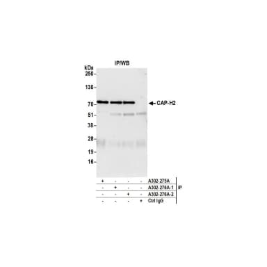 Rabbit anti-CAP-H2 Antibody, Affinity Purified