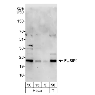 Rabbit anti-FUSIP1 Antibody, Affinity Purified