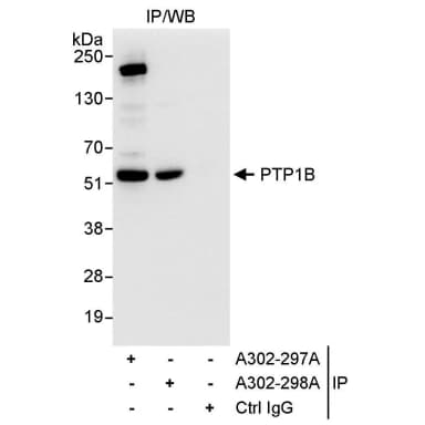 Rabbit anti-PTP1B Antibody, Affinity Purified