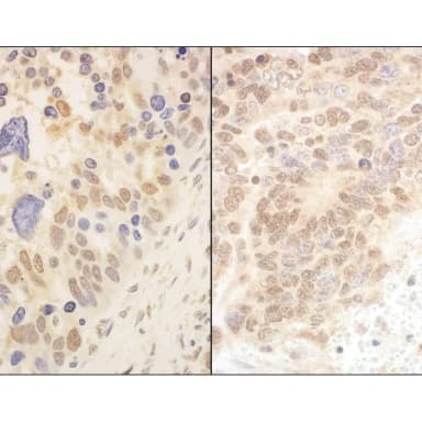 Rabbit anti-Cul2 Antibody, Affinity Purified