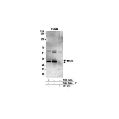 Rabbit anti-MBD3 Antibody, Affinity Purified