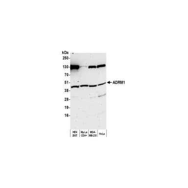 Rabbit anti-ADRM1 Antibody, Affinity Purified