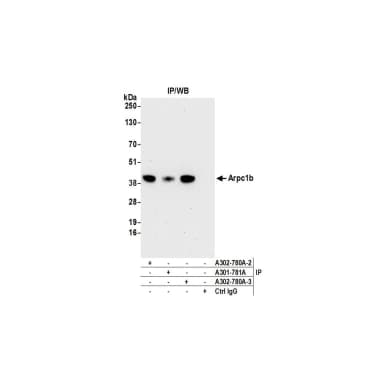 Rabbit anti-Arpc1b Antibody, Affinity Purified