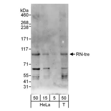 Rabbit anti-RN-tre Antibody, Affinity Purified