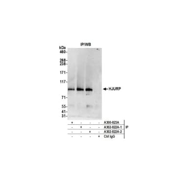 Rabbit anti-HJURP Antibody, Affinity Purified