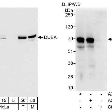 Rabbit anti-DUBA Antibody, Affinity Purified