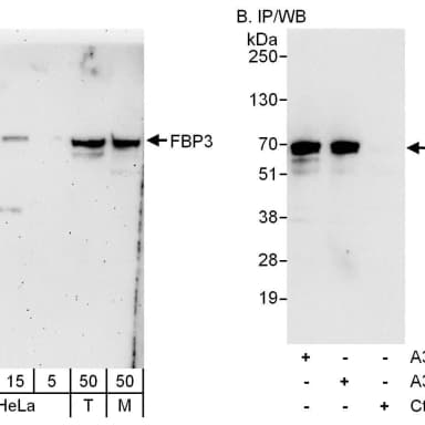 Rabbit anti-FBP3 Antibody, Affinity Purified