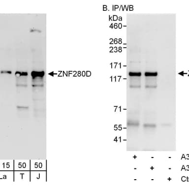 Rabbit anti-ZNF280D Antibody, Affinity Purified