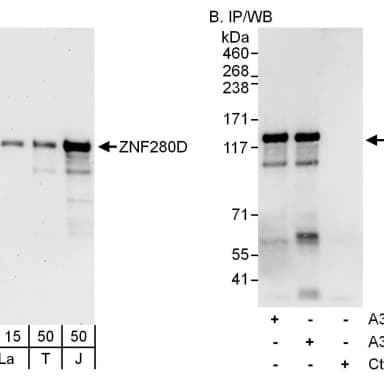 Rabbit anti-ZNF280D Antibody, Affinity Purified
