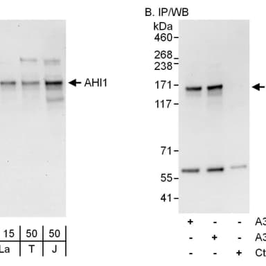 Rabbit anti-AHI1 Antibody, Affinity Purified