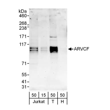 Rabbit anti-ARVCF Antibody, Affinity Purified