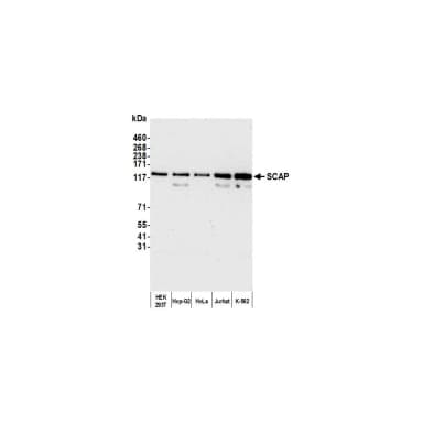 Rabbit anti-SCAP Antibody, Affinity Purified