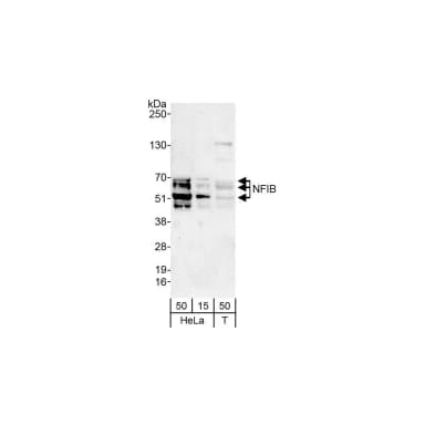 Rabbit anti-NFIB Antibody, Affinity Purified