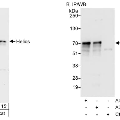Rabbit anti-Helios Antibody, Affinity Purified