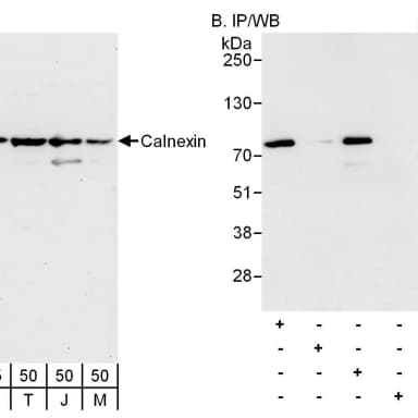 Rabbit anti-Calnexin Antibody, Affinity Purified