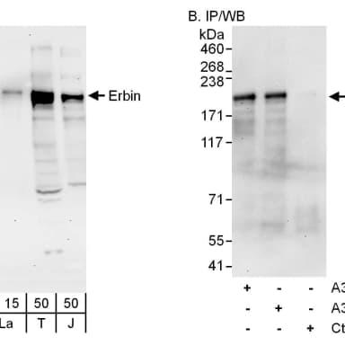 Rabbit anti-Erbin Antibody, Affinity Purified