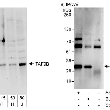 Rabbit anti-TAF9B Antibody, Affinity Purified