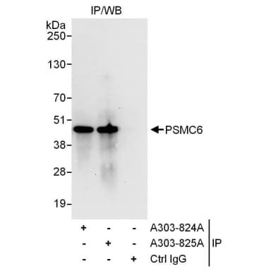 Rabbit anti-PSMC6 Antibody, Affinity Purified
