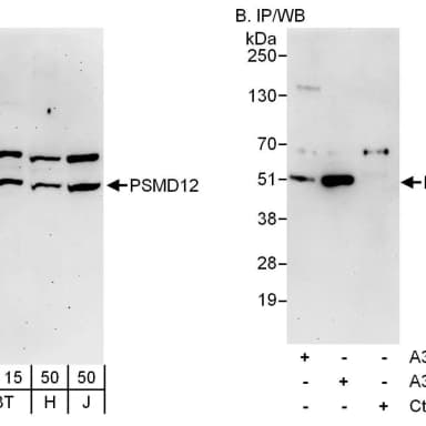 Rabbit anti-PSMD12 Antibody, Affinity Purified