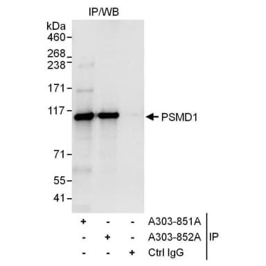 Rabbit anti-PSMD1 Antibody, Affinity Purified