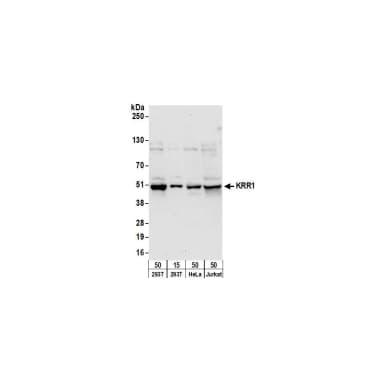 Rabbit anti-KRR1 Antibody, Affinity Purified
