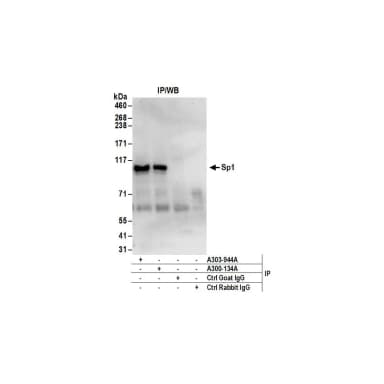 Goat anti-Sp1 Antibody, Affinity Purified