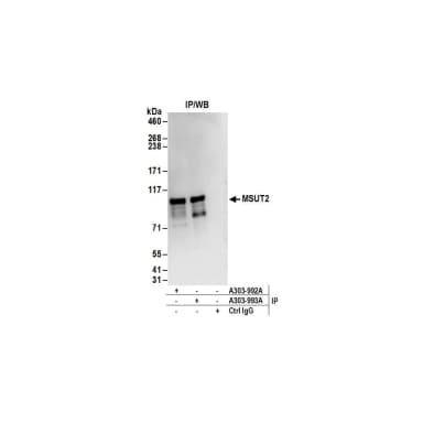 Rabbit anti-MSUT2 Antibody, Affinity Purified