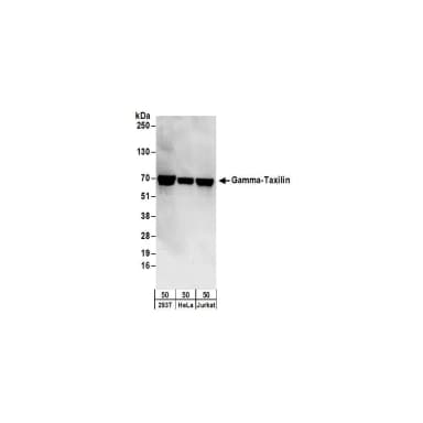 Rabbit anti-Gamma-Taxilin Antibody, Affinity Purified