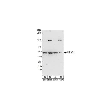 Rabbit anti-UBAC1 Antibody, Affinity Purified